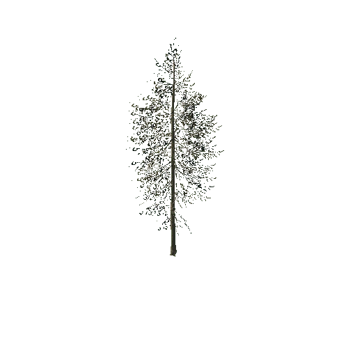 spruce_tree_08