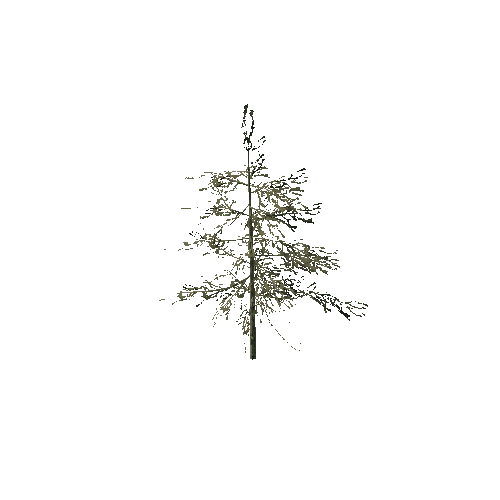 spruce_tree_09