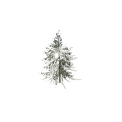 spruce_tree_10