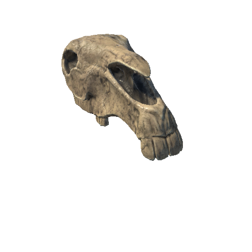 AnimalSkull