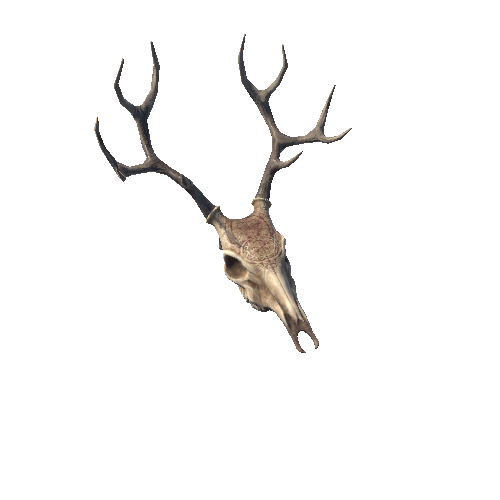 Deer_skull