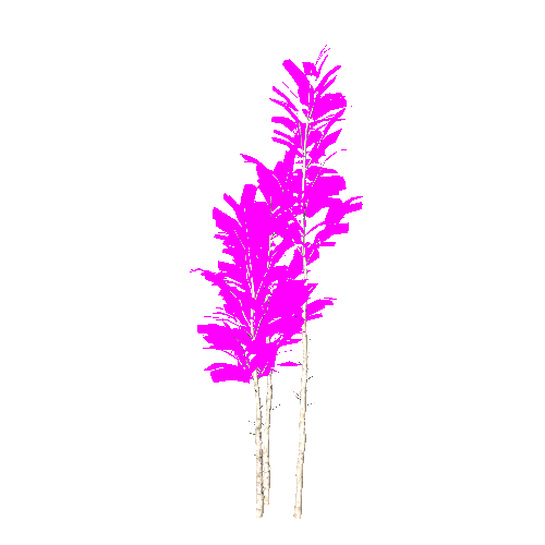 Birch2_1