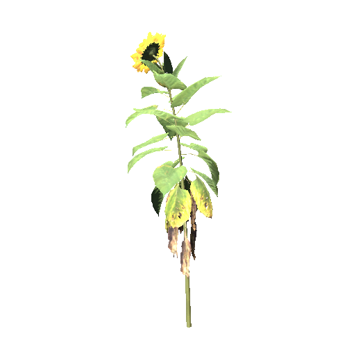 Sunflower2_STD