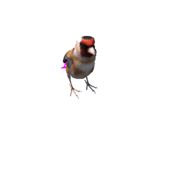 Goldfinch