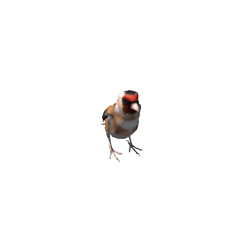 Goldfinch