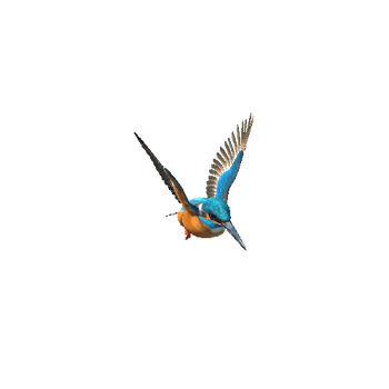 Kingfisher@fishing