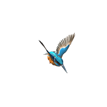 Kingfisher@fly