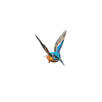 Kingfisher@flyinplace Kingfisher