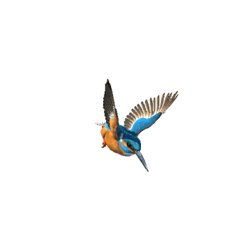 Kingfisher@flyleft Kingfisher