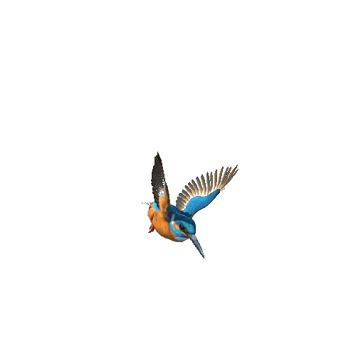 Kingfisher@flyleft