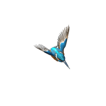 Kingfisher@flyright Kingfisher