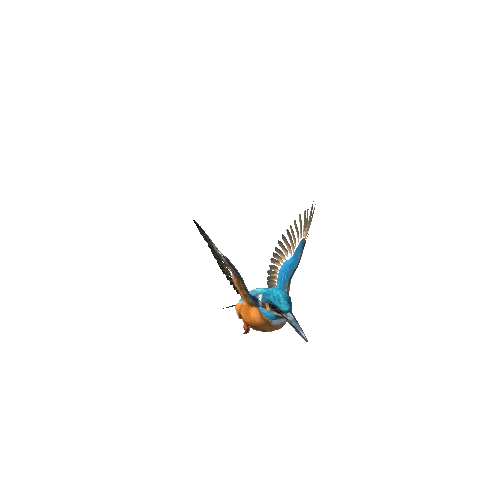 Kingfisher@landing