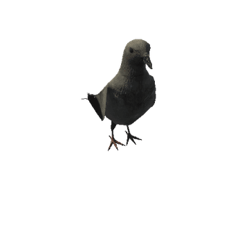 PigeonColor2