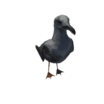 SeagullColor1