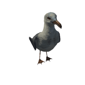 SeagullColor2