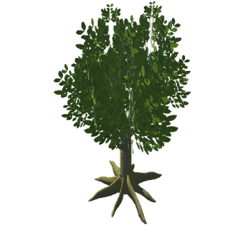 Tree_6_Roots