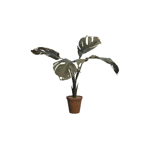 Plant_A_dead