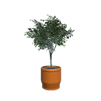 Plant_Small_05