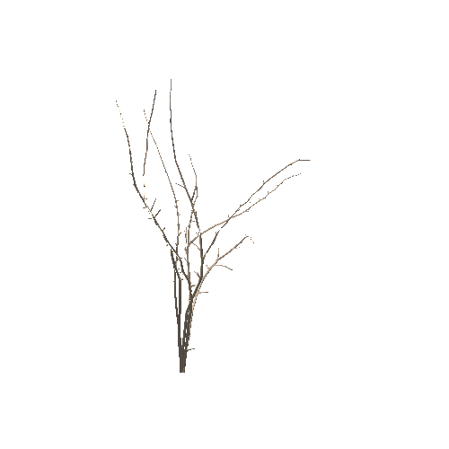 Branches