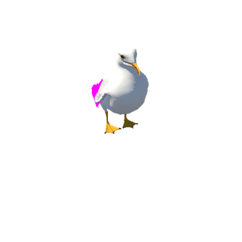 Seagull