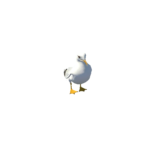 Seagull