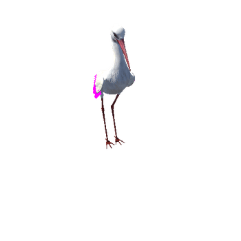 Stork