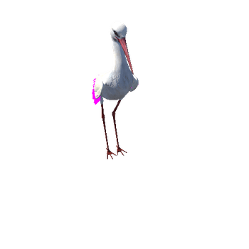 Stork@takeoff