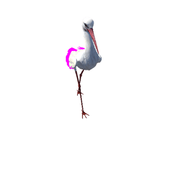 Stork@walk