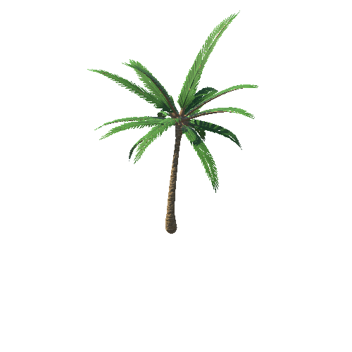 palm_1