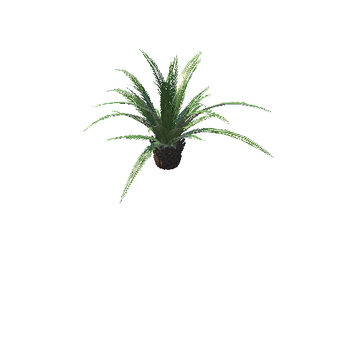 palm_2