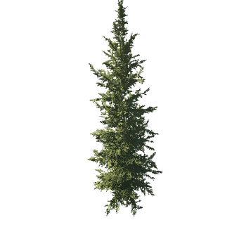 Spruce_Norway_Desktop_1_Field_Spring