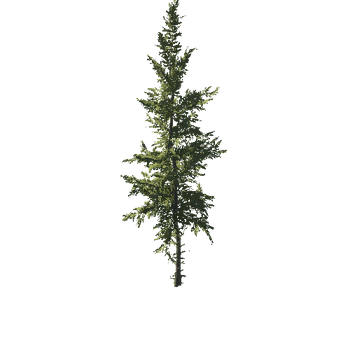 Spruce_Norway_Desktop_2_Forest_Spring