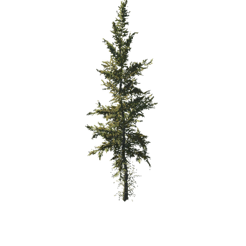 Spruce_Norway_Hero_2_Forest_Fall