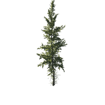 Spruce_Norway_Hero_2_Forest_Spring