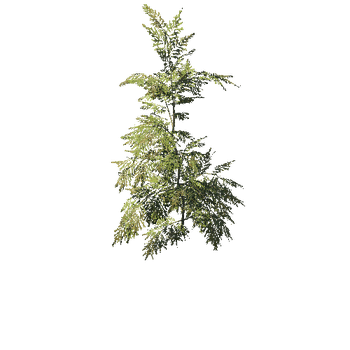 Spruce_Norway_Sapling_Fall