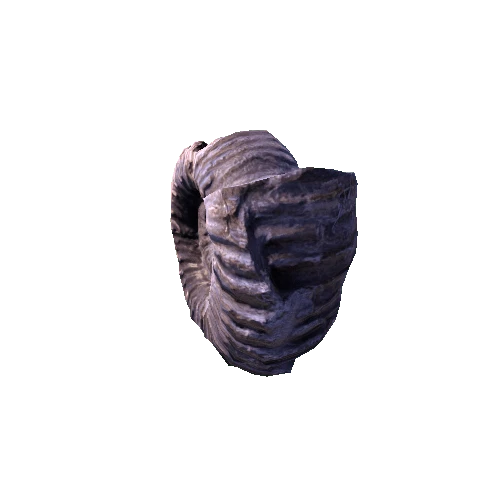 ammonite03