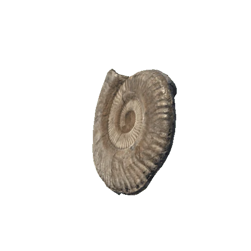 ammonite_02