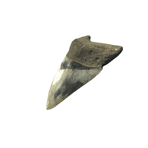 megalodon_tooth