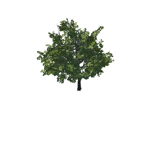 Tree_03