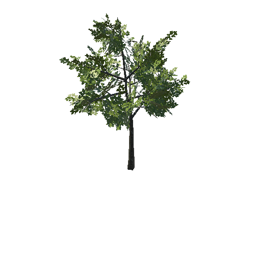 Tree_05