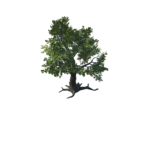 Tree_14