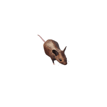 MouseMiddlePoly