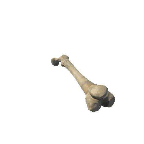 L_Femur