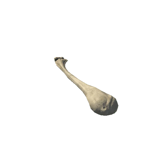 L_Humerus