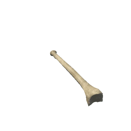 L_Ulna