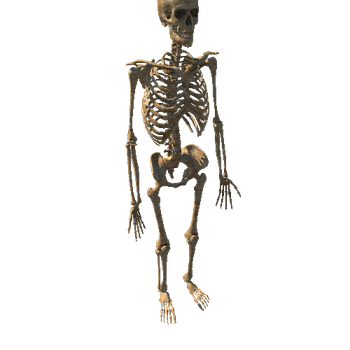 Old_Skeleton_Static