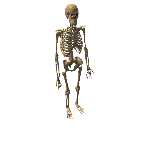 Old_Skeleton_Static