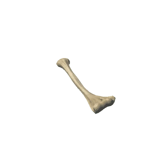 R_Humerus