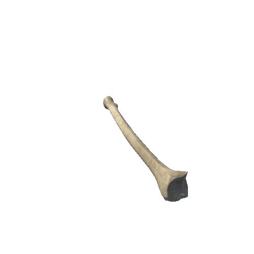 R_Ulna