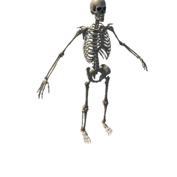 Skeleton